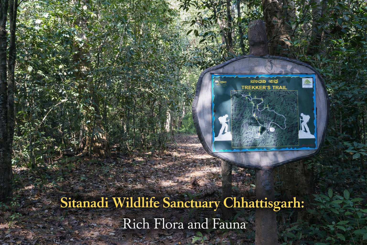 Sitanadi Wildlife Sanctuary in Chhattisgarh